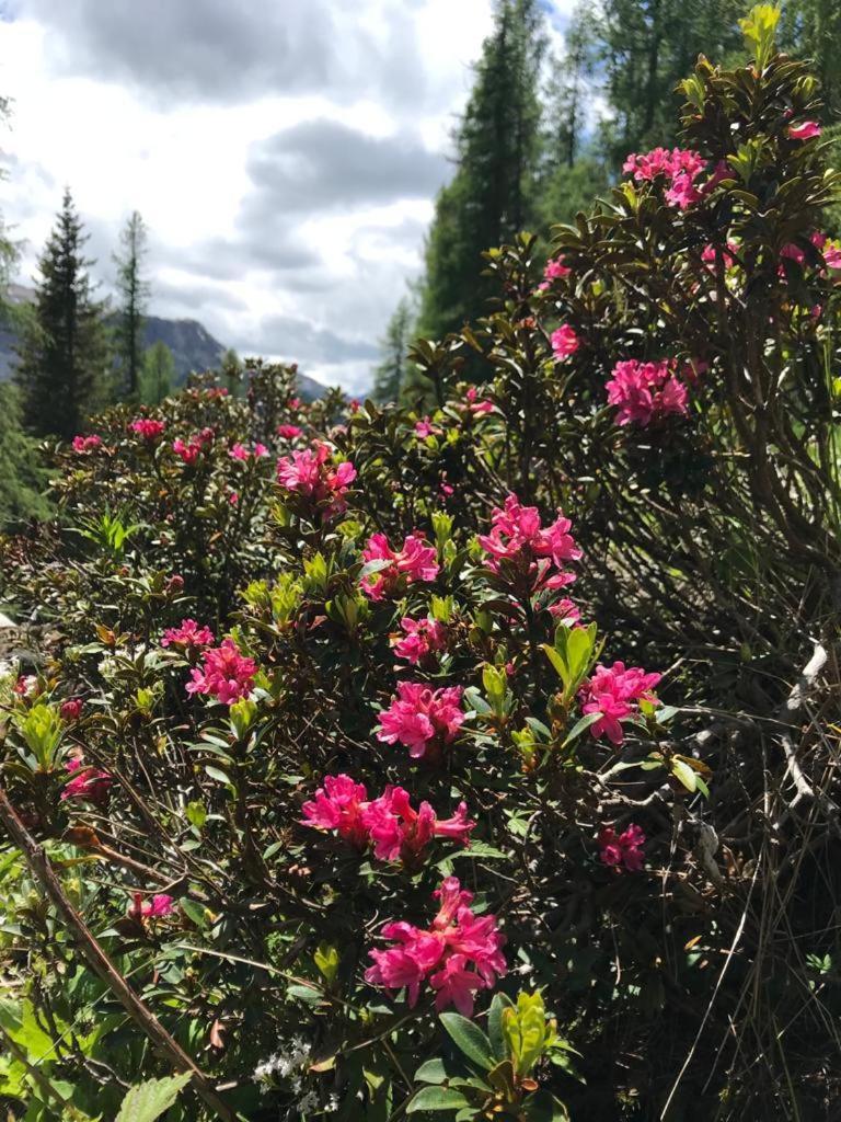 Mountain Lejlighed Alleghe Værelse billede
