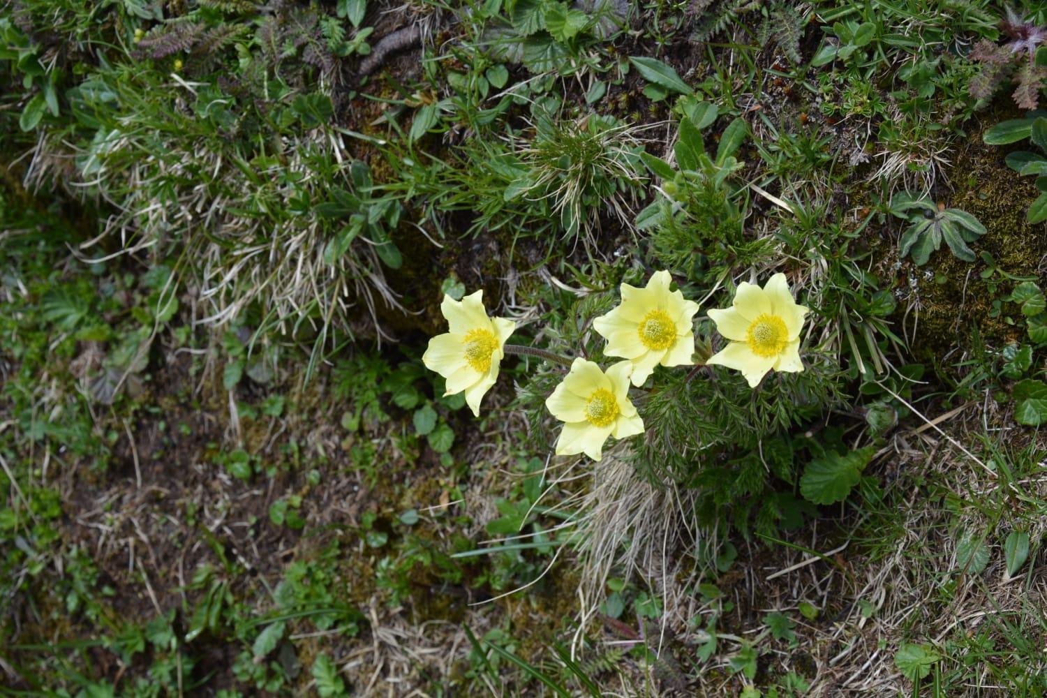 Mountain Lejlighed Alleghe Værelse billede